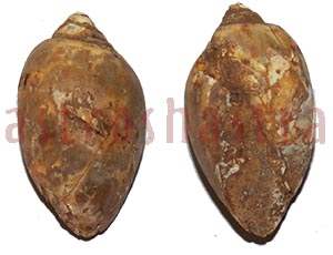 Heera Shankh 0228 38